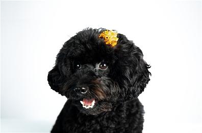 恋爱游戏《NinNinDays2》预告 和性感女忍同居